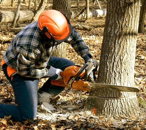 Tree Removal in Dibble, OK